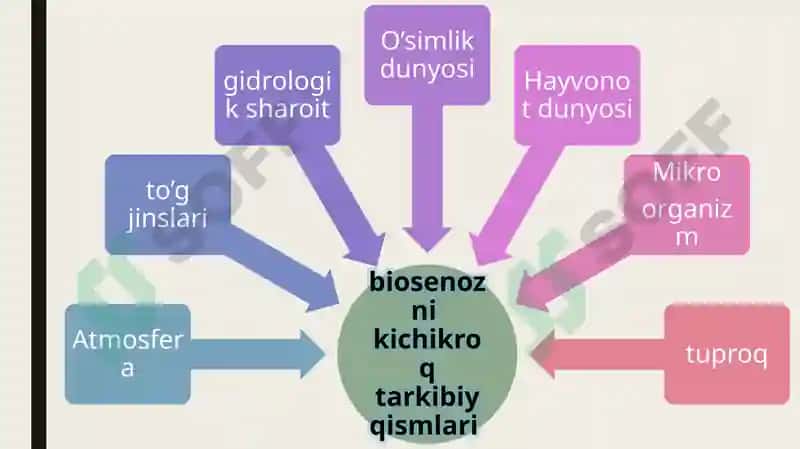 Quruqlik ekosistemalarining shartli,iqlimiy gruppalari va ularning muhim biotsenozlari. 8