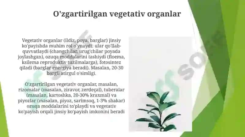 Òsimliklarni vegetativ va generativ organlari jinsiy kopayish 8