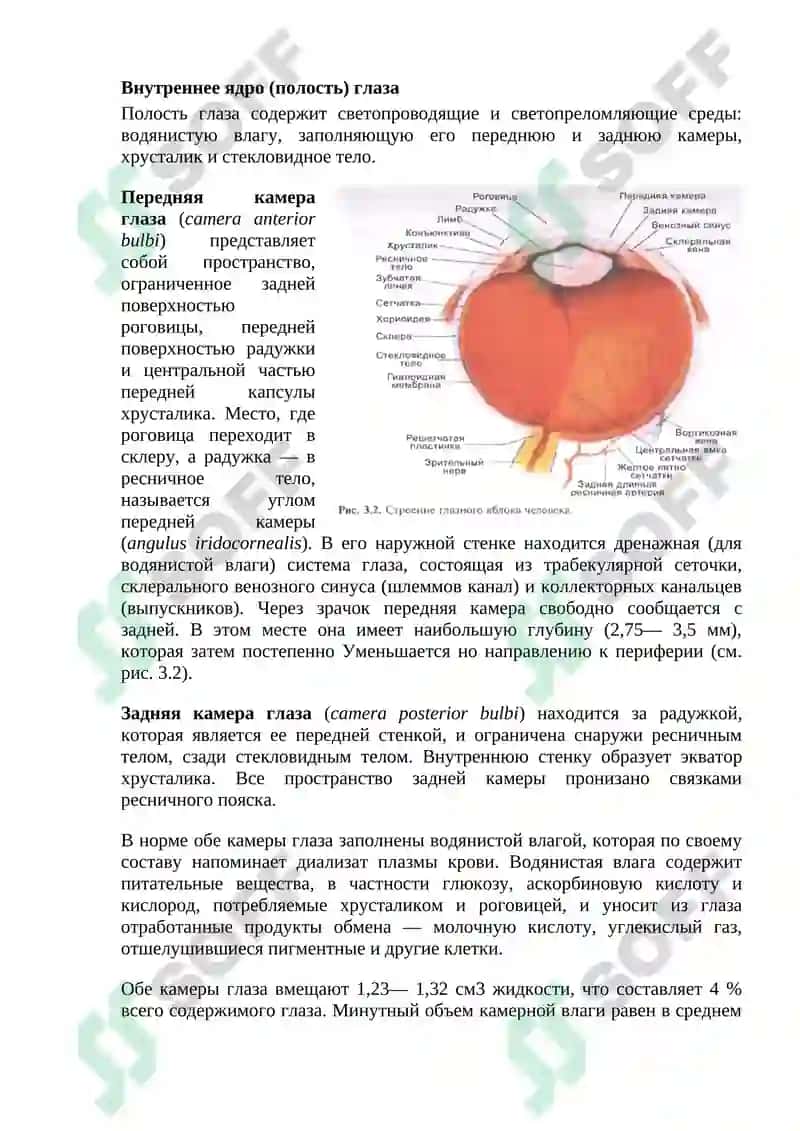 НОРМАЛЬНАЯ АНАТОМИЯ ОРГАНА ЗРЕНИЯ ЧЕЛОВЕКА 8