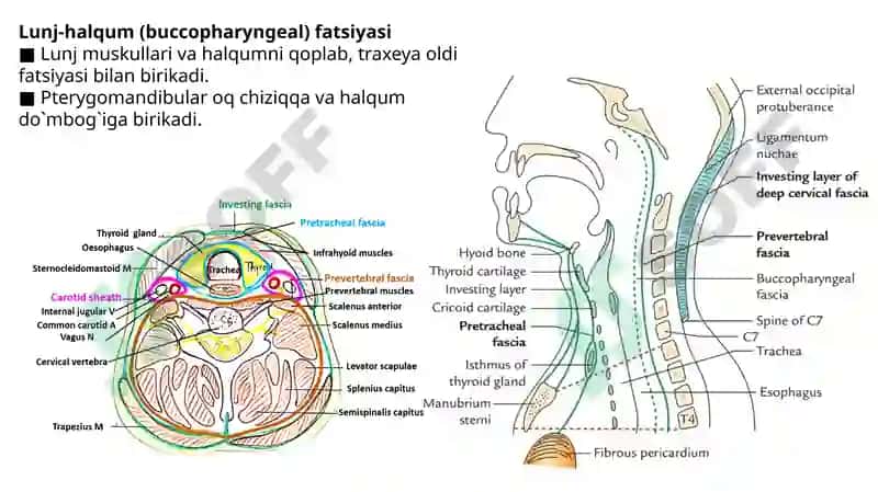 Chuqur bo’yin fasiyasi, Prevertebral yoki chuqur bo’yin mushaklari. 8