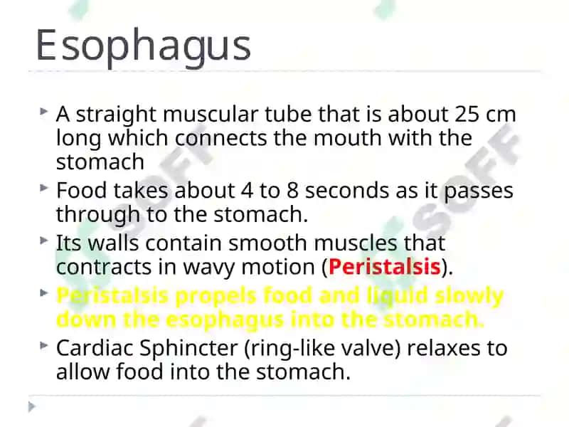 The Alimentary Tract 8