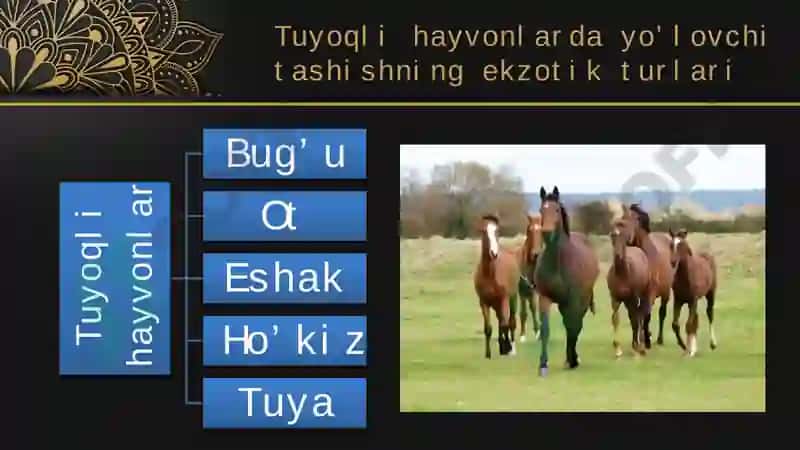 Turistlarga maxsus transport vositalarida xizmat ko’rsatish 8