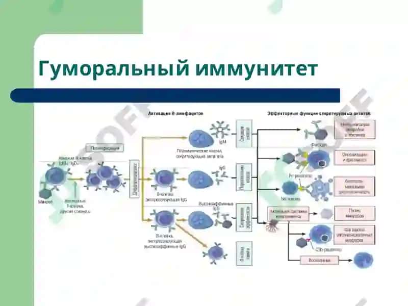 Лекция6 Патофизиология 8