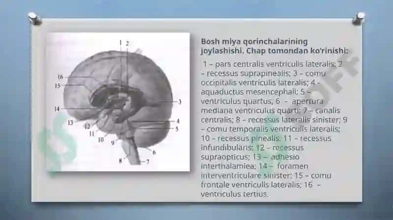 Yon qorinchalar anatomiyasi 8