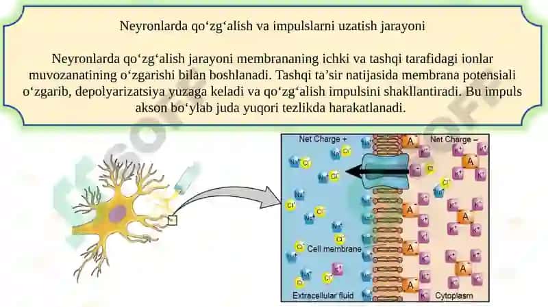 Nerv tizimi tuzilishi va uning psixik jarayonlardagi roli 8