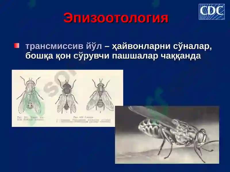 Куйдирги (Bacillus anthracis) 8