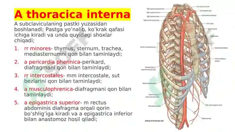 A subclavicula-O’mrov osti arteriyasi 8