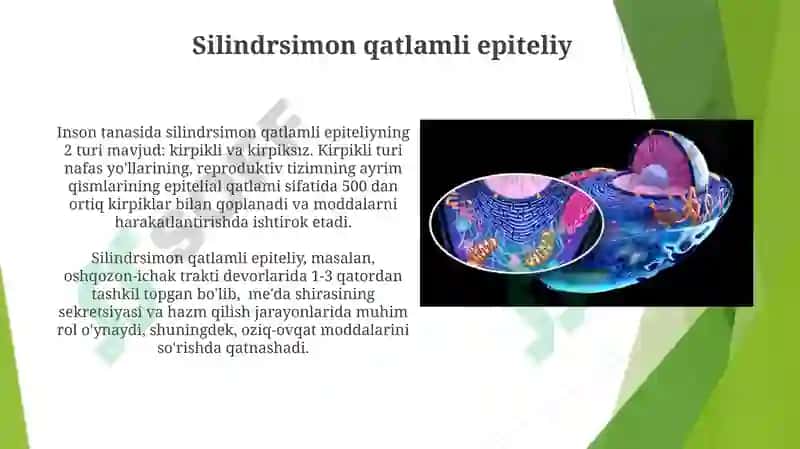 Bezli epiteliysining tuzilishi va vazifalari 8
