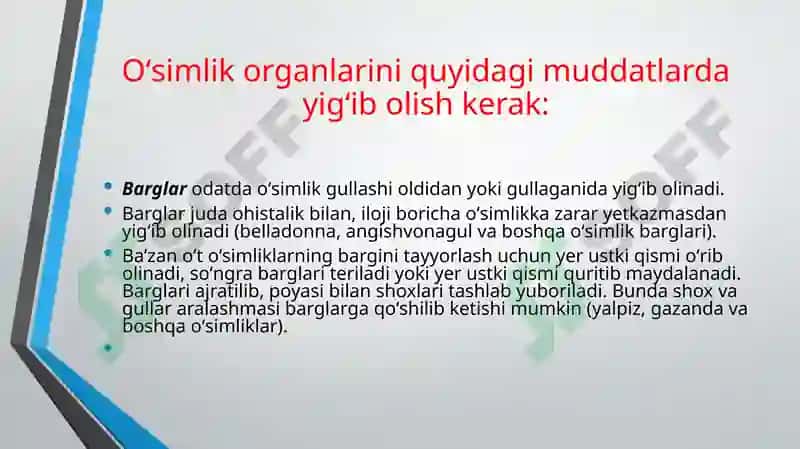 Xalq tabobatida dorivor o’simliklarni tayyorlash, saqlash va ishlov berish usullari 8