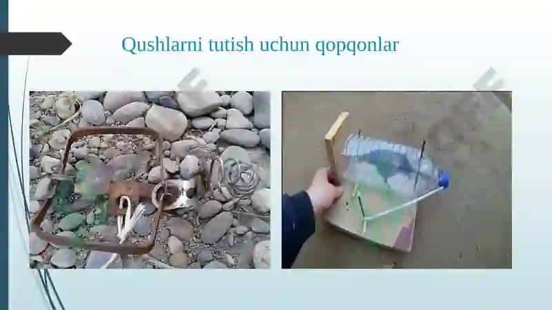 Qushlar sinfining turli sistematik guruhlaridan preparat tayyorlash. 8