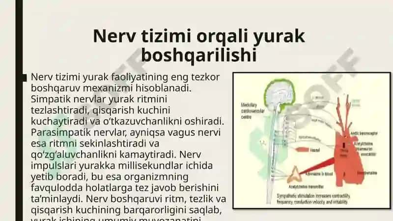 yurak faoliyatini boshqarilishini Oʻziga xosligi 8