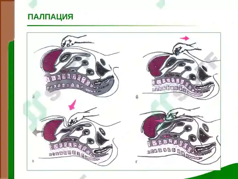 Жигар ва ўт йуллари касалликлари билан касалланган беморларни текшириш 8