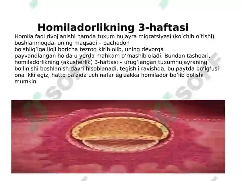 Ko’payish fiziologiyasi 8
