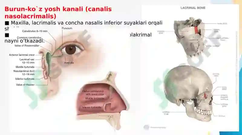 KO’Z KOSASI SUYAKLARI (OS ORBITALIS) VA NERV TAMINOTI 8