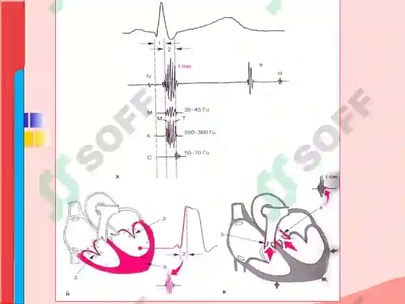 ЮРАК АУСКУЛЬТАЦИЯСИ 8