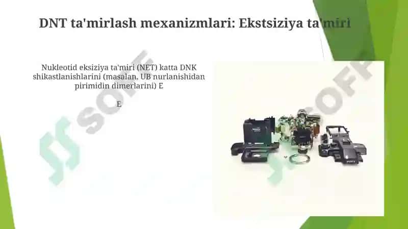 Mutatsiya va DNK reparatsiyasining molekulyar mexanizmlari 8