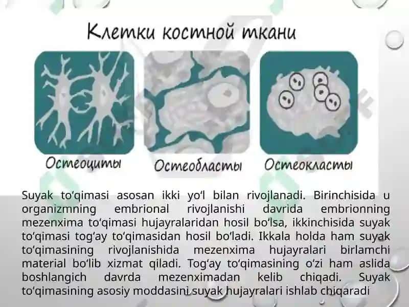 Suyakto’qimasining mineral tarkibi 8