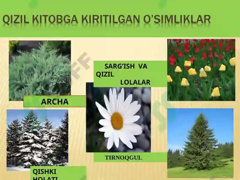 QIZIL KITOB 8