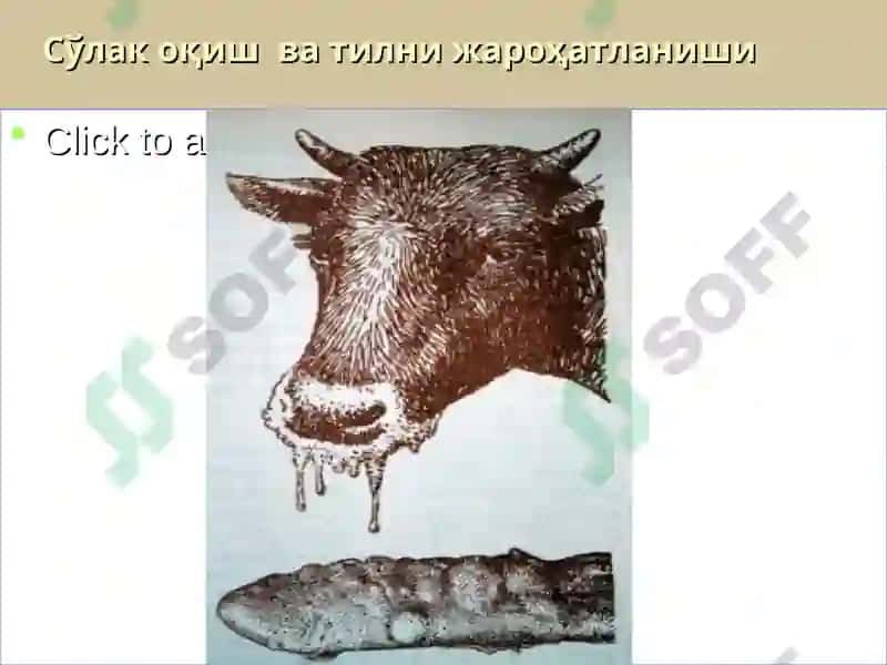 Оқсил касаллиги ваунга қарши кураштадбирлари 8