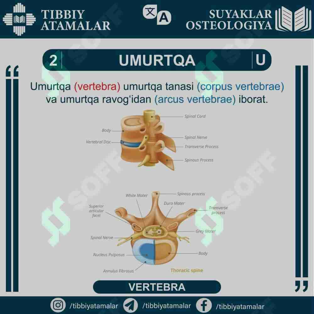 UMURTQA - VERTEBRA