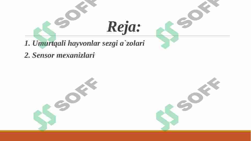 Umurtqali hayvonlar sezgi a`zolari 2