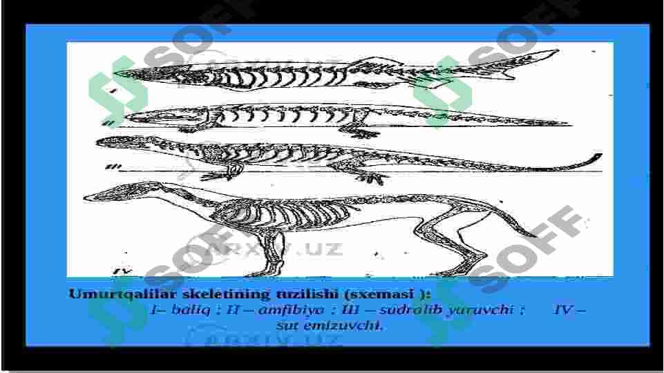Umurtqalilarning kelib chiqishi va evolyutsion taraqqiyotiga doir paleontalogik tasavvurlar 4