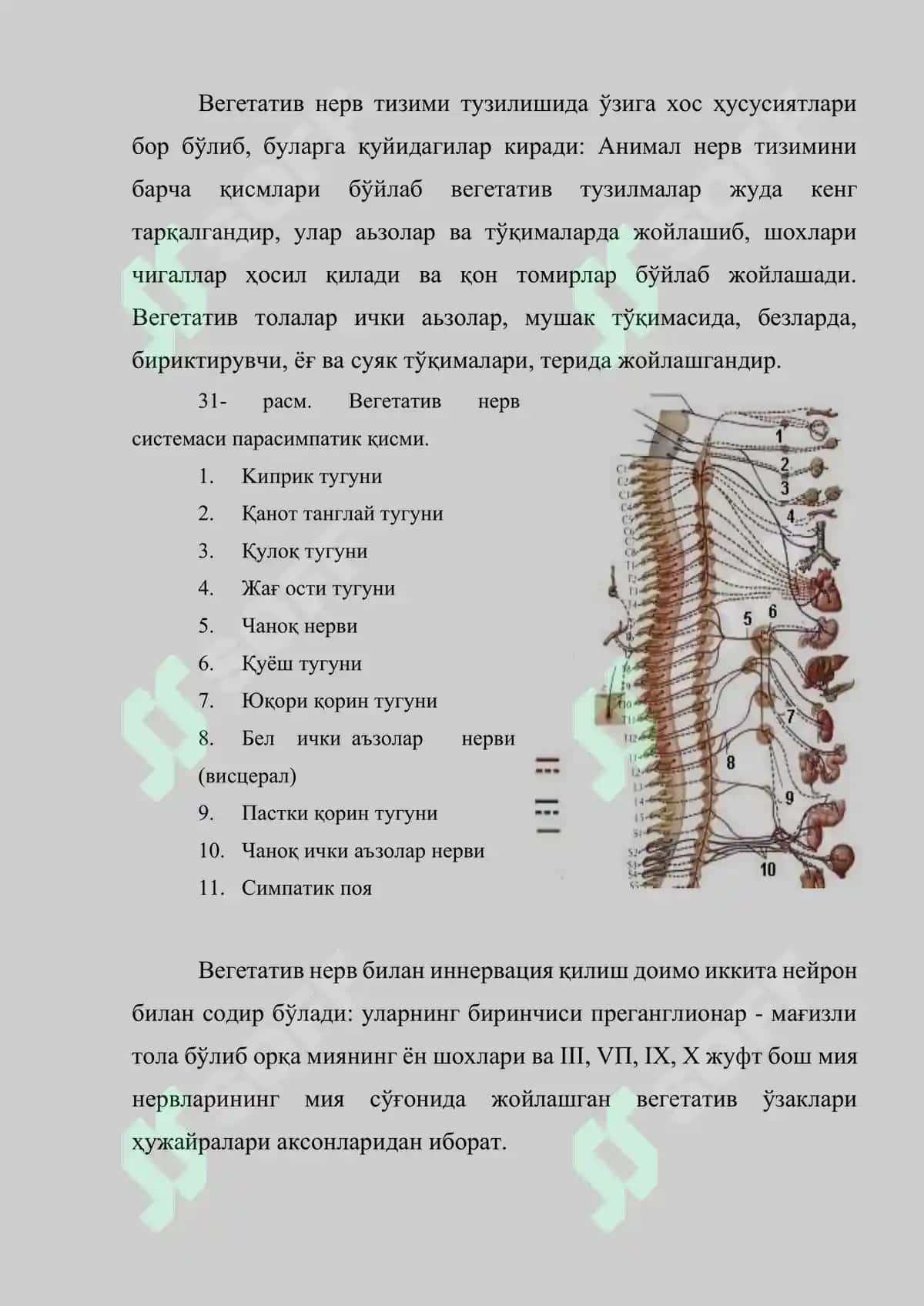 Вегетатив нерв тизимининг тузилиши ва физиологияси 3