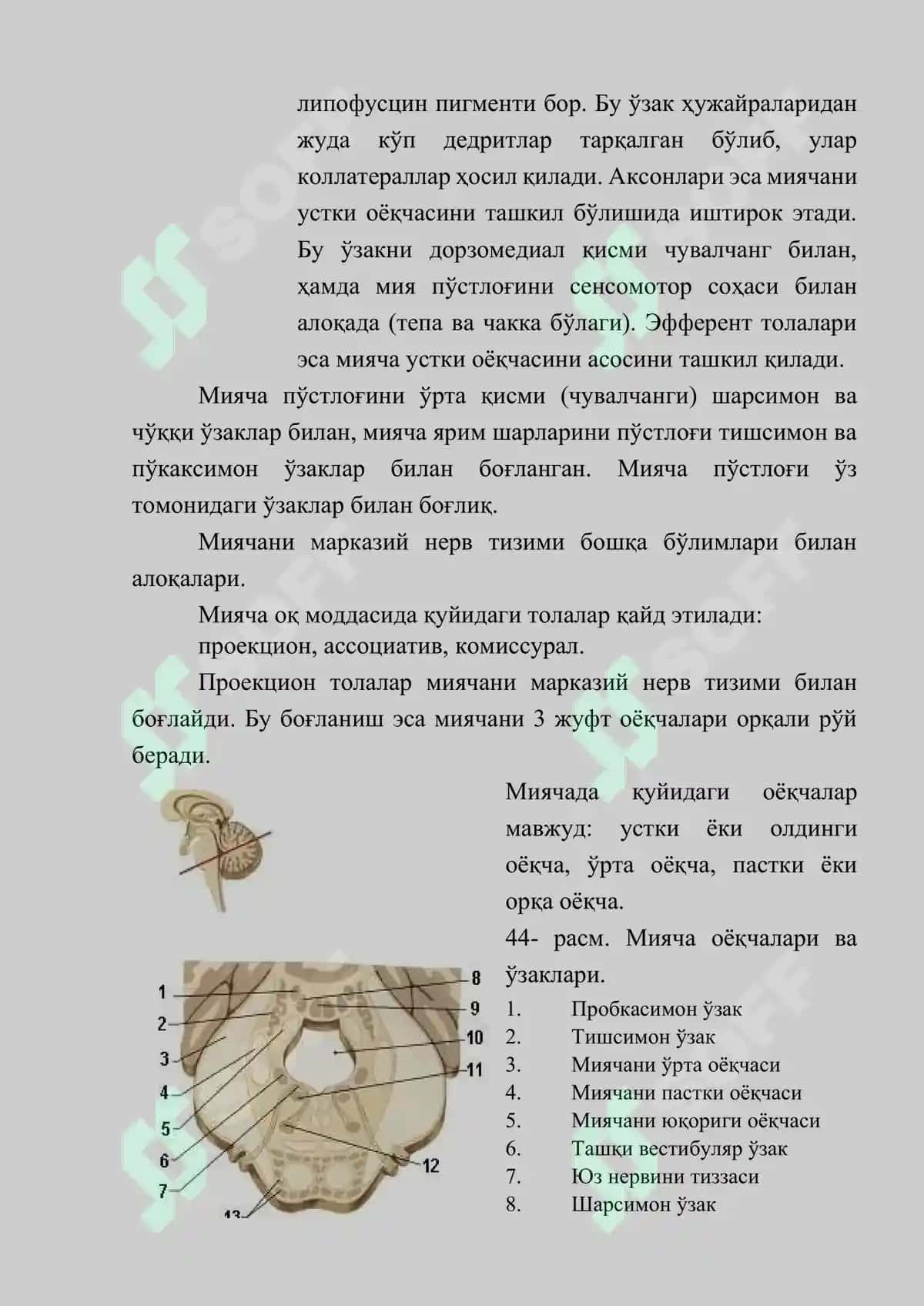 Мияча (Cerebellum): Тузилиши, Вазифаси, Текшириш Усуллари ва Патологияси 6