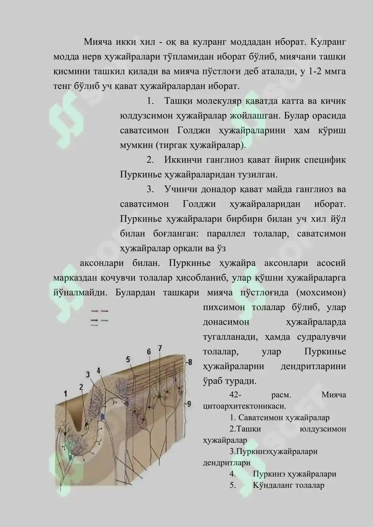 Мияча (Cerebellum): Тузилиши, Вазифаси, Текшириш Усуллари ва Патологияси 3