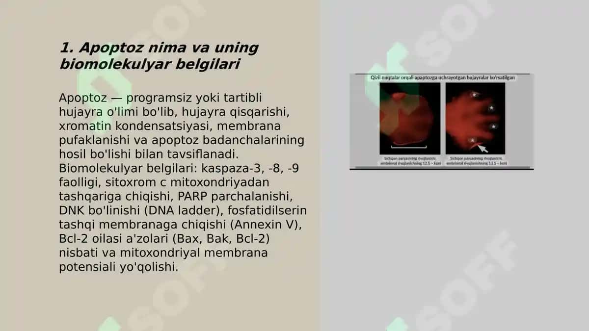 Apoptoz "ulish signali" ekanligi to'g'risida. Apoptoz stemulyatorlari va ingibiri 3