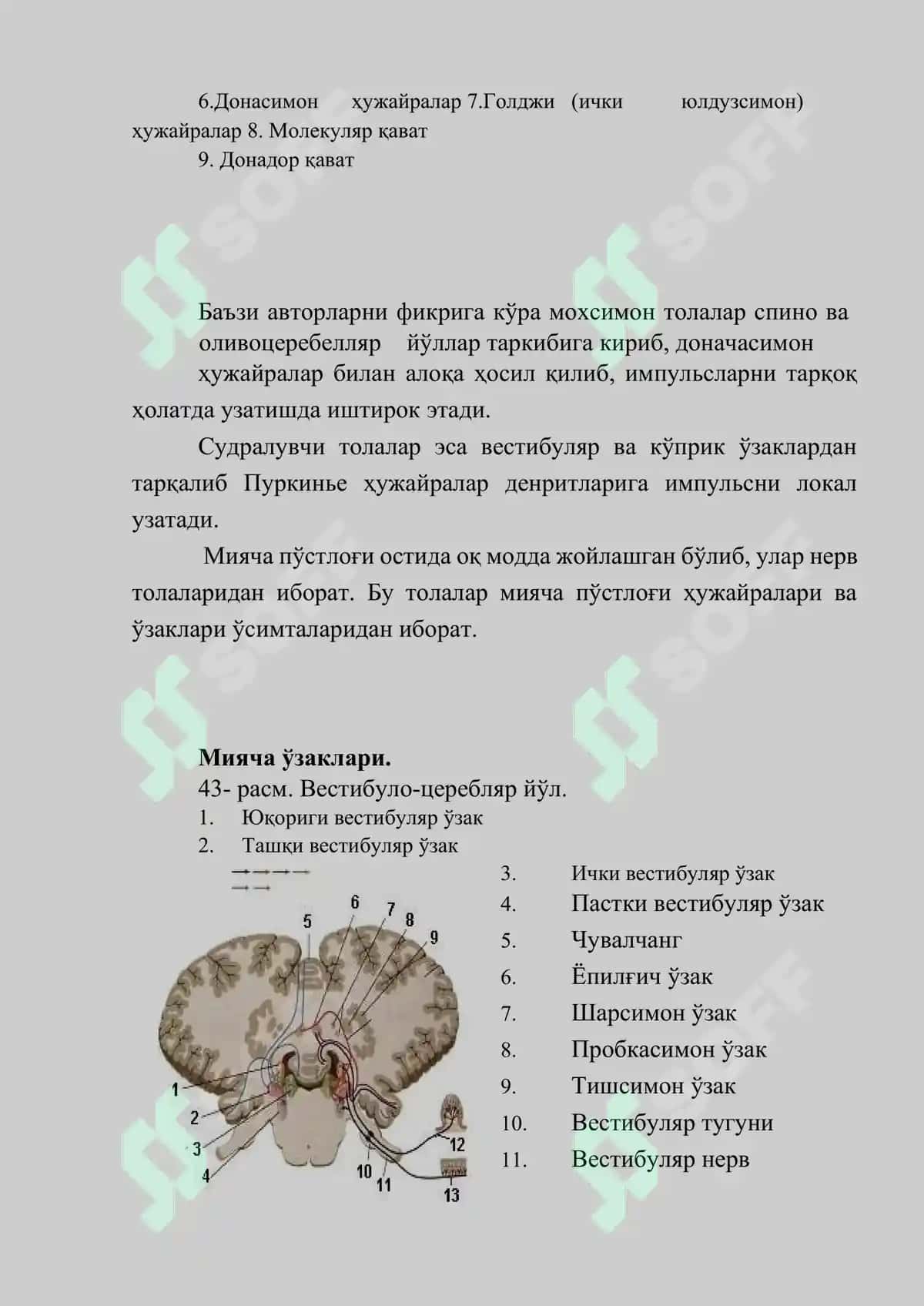 Мияча (Cerebellum): Тузилиши, Вазифаси, Текшириш Усуллари ва Патологияси 4