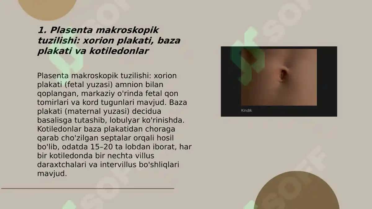 Plasenta va kindik ichki tuzulishi 3