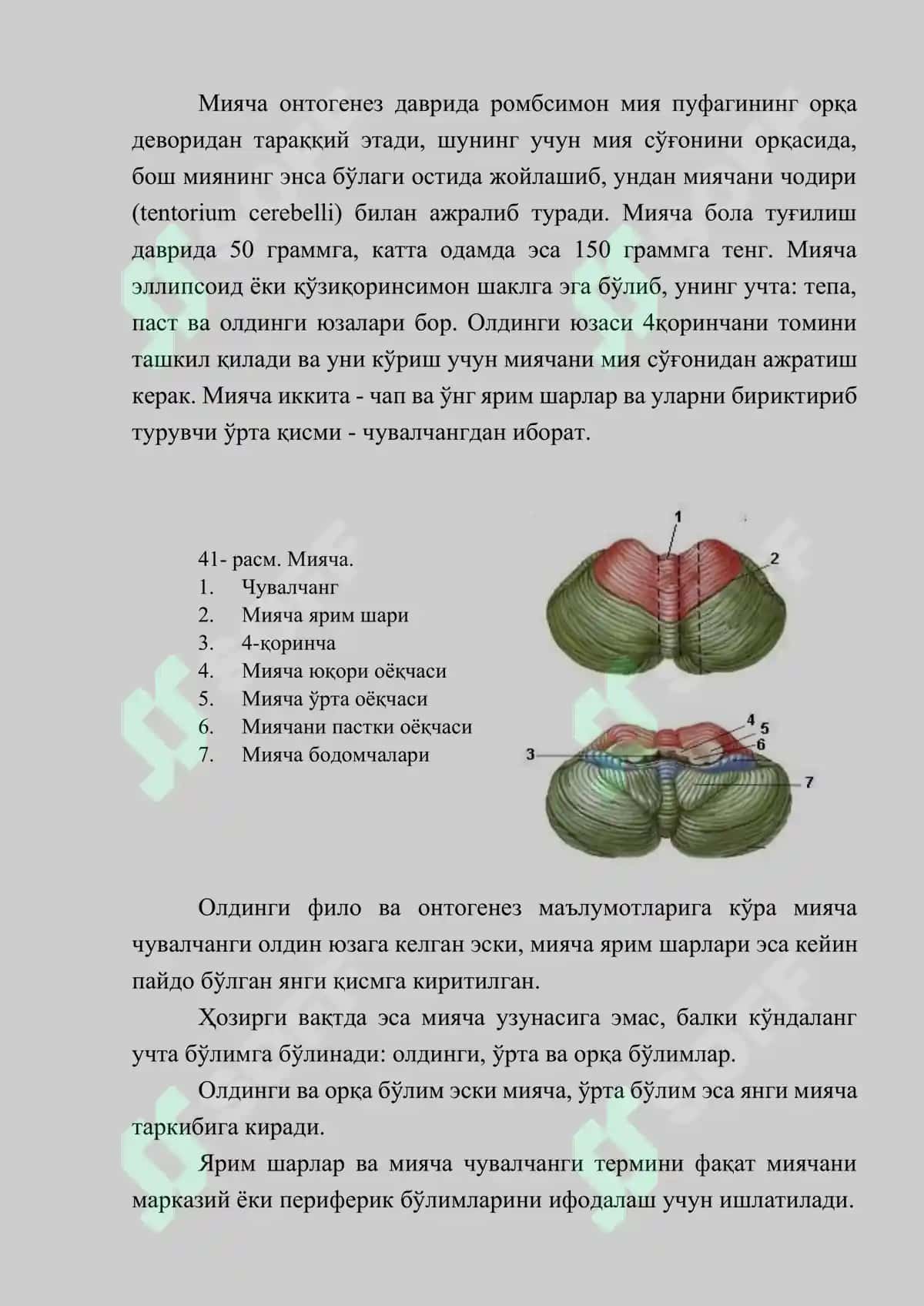 Мияча (Cerebellum): Тузилиши, Вазифаси, Текшириш Усуллари ва Патологияси 2