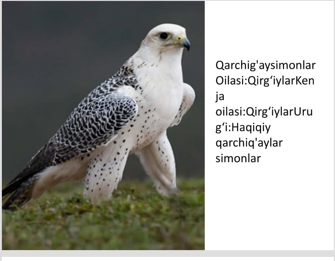 zoologiya qarchig`aysimonlarning turlari va oilasi pptx