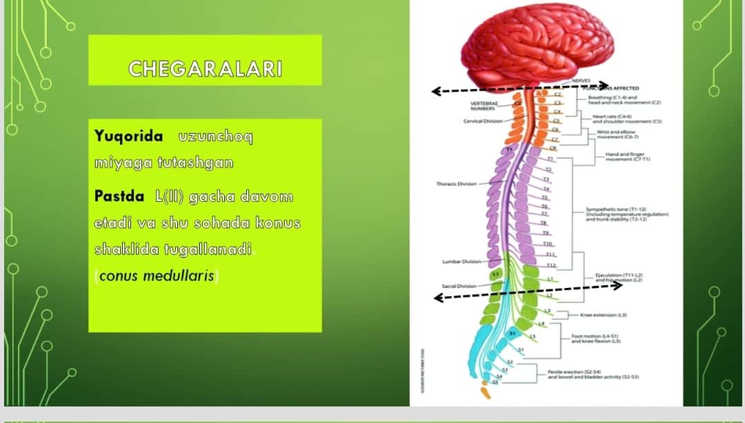 Orqa miya va orqa miya pardalari, uning bolalardagi xususiyatlari. miyaning umumiy ko'rinishi. Bosh miyaning asosi. 12 juft bosh miya nervlarining chiqish joylari. MRT va KTdagi orqa miya tasviri.
