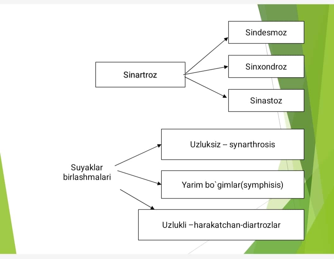 Birlashuvlar.Tana suyaklari birlashuvi va ularning bolalarda oʻziga xos xususiyatlari. Kalla suyagi birlashuvlari. Chakka pastki jagʻ boʻgʻimi.