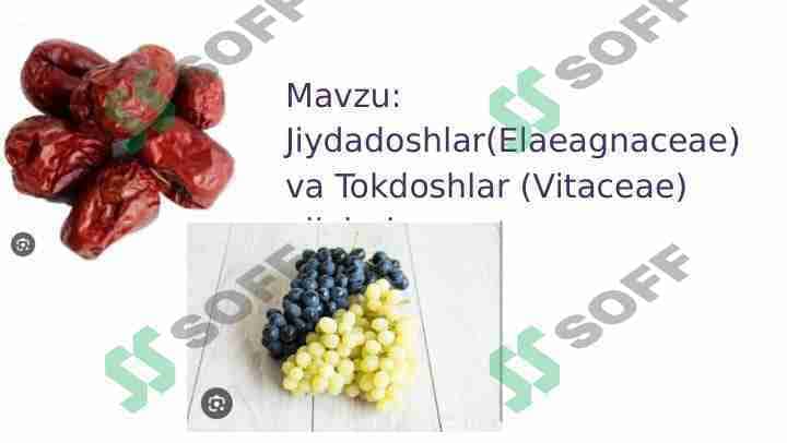 Tokdoshlar va Jiydadoshlar oilalari
