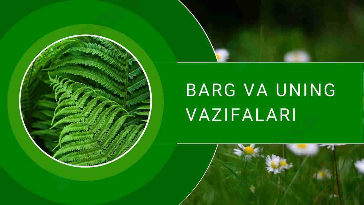 Barg va uning vazifalari