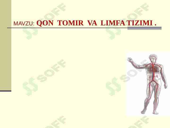 Qon tomir va limfa tizimi