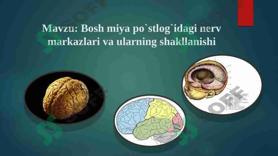 Bosh miya po`stlog`idagi nerv markazlari va ularning shakllanishi