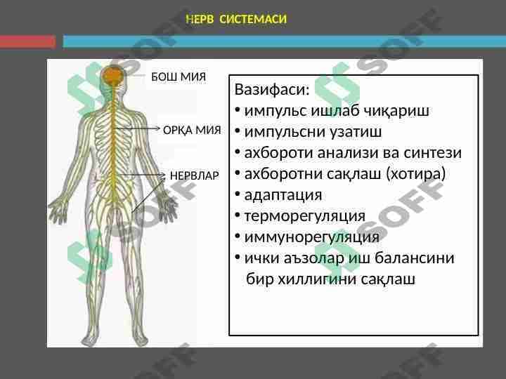 Nevrologiya
