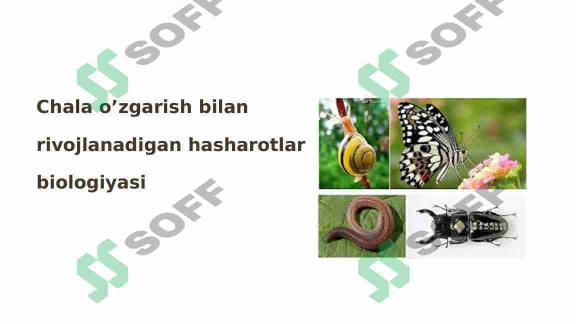 Chala o’zgarish bilan rivojlanadigan hasharotlar biologiyasi