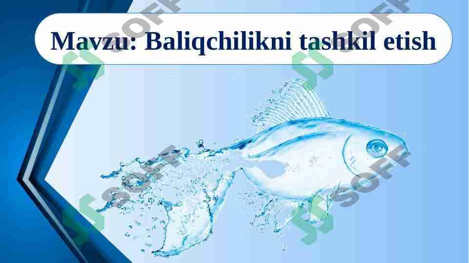 Baliqchilikni tashkil etish