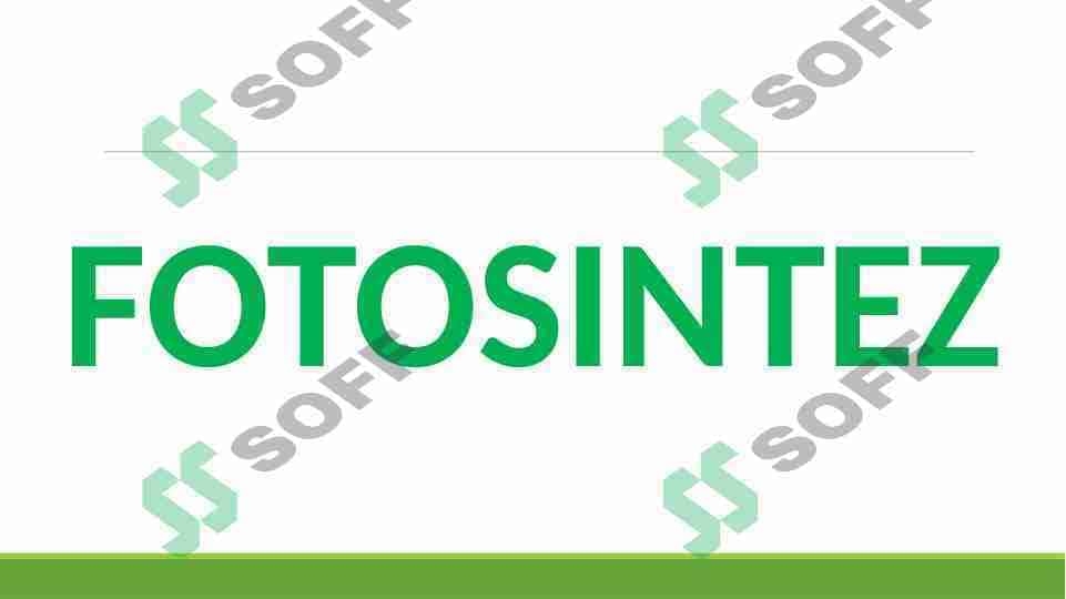 FOTOSINTEZ
