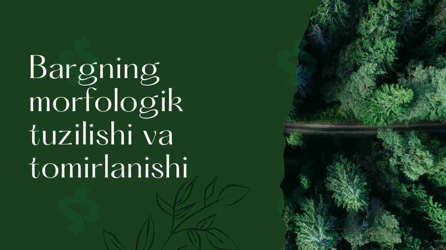 Bargning morfologik tuzilishi va tomirlanishi