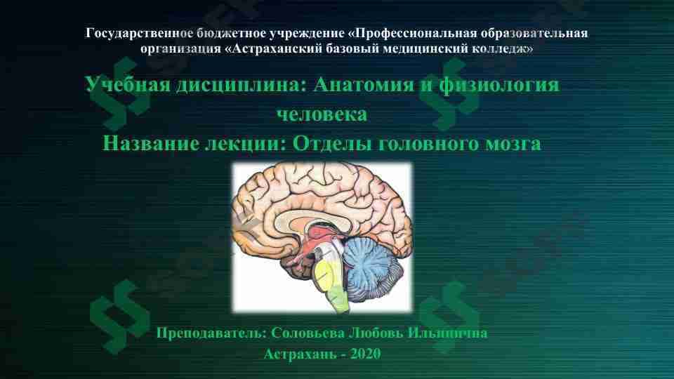 Отделы головного мозга
