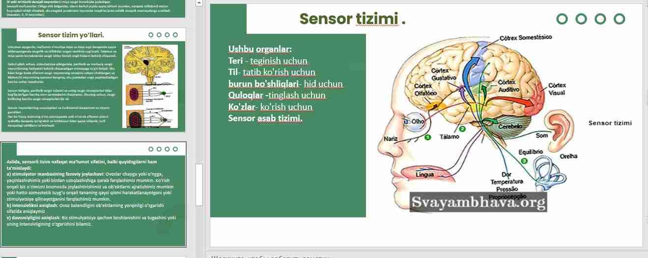 Sensor tizimlar biokimyoviy asoslari.