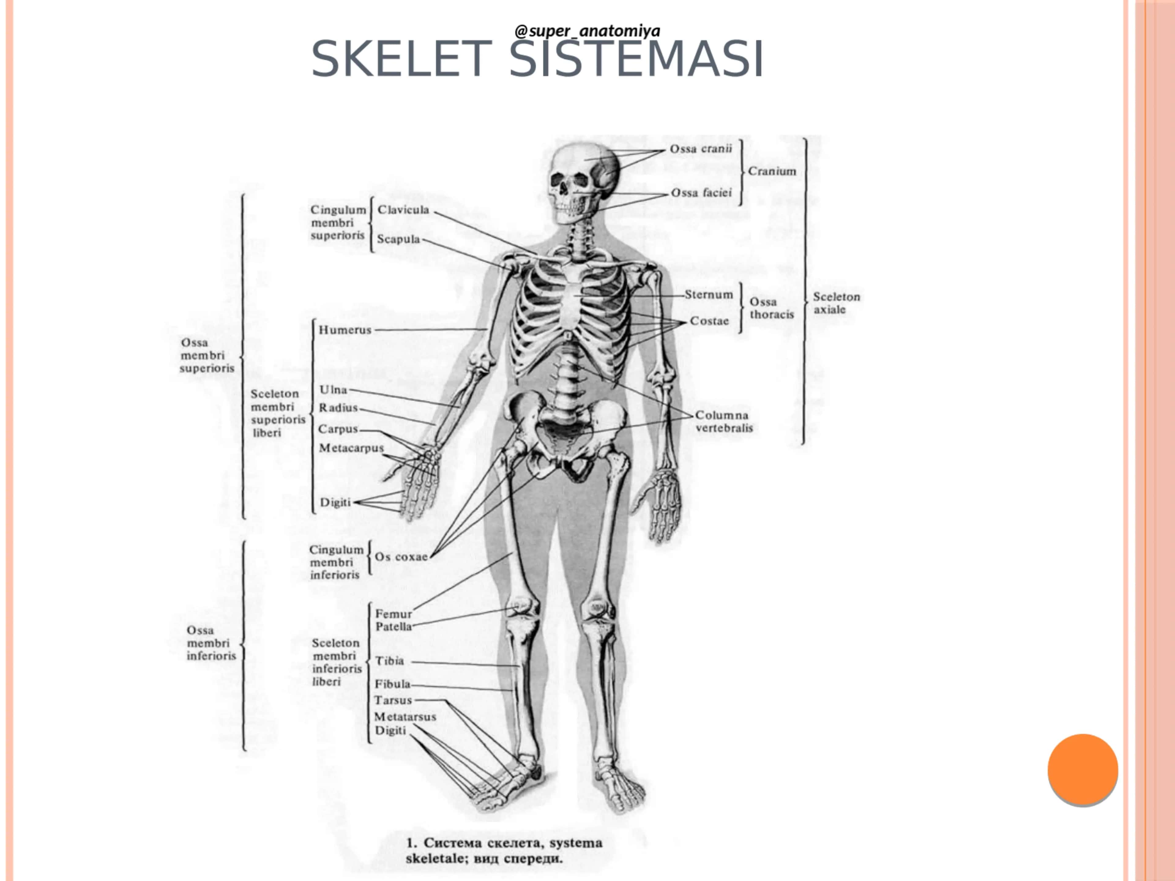 Skelet sistemasi