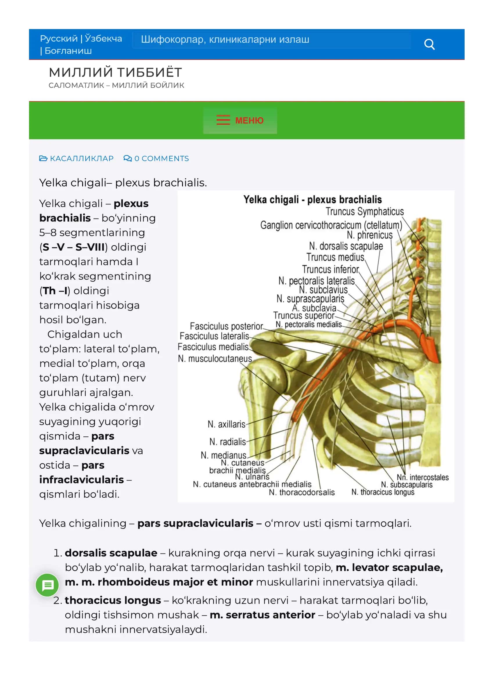 Yelka chigali– plexus brachialis.