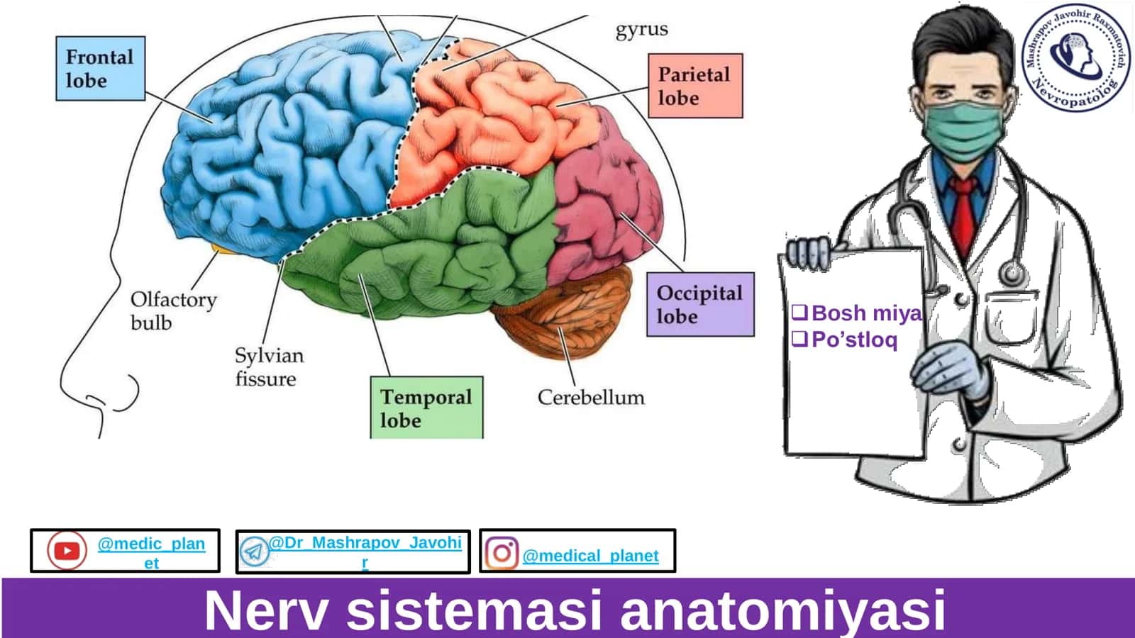 Bosh miya postlogi Anatomiyasi